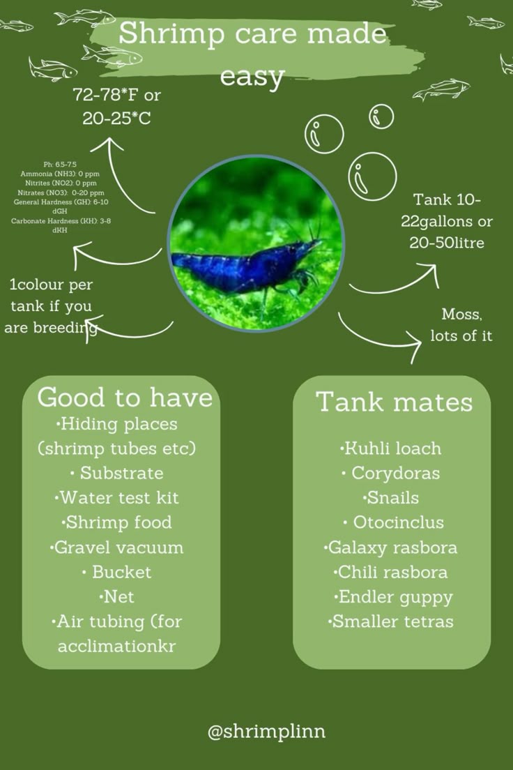 Shrimp Care