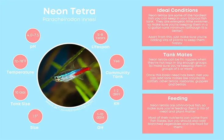Tetra Care