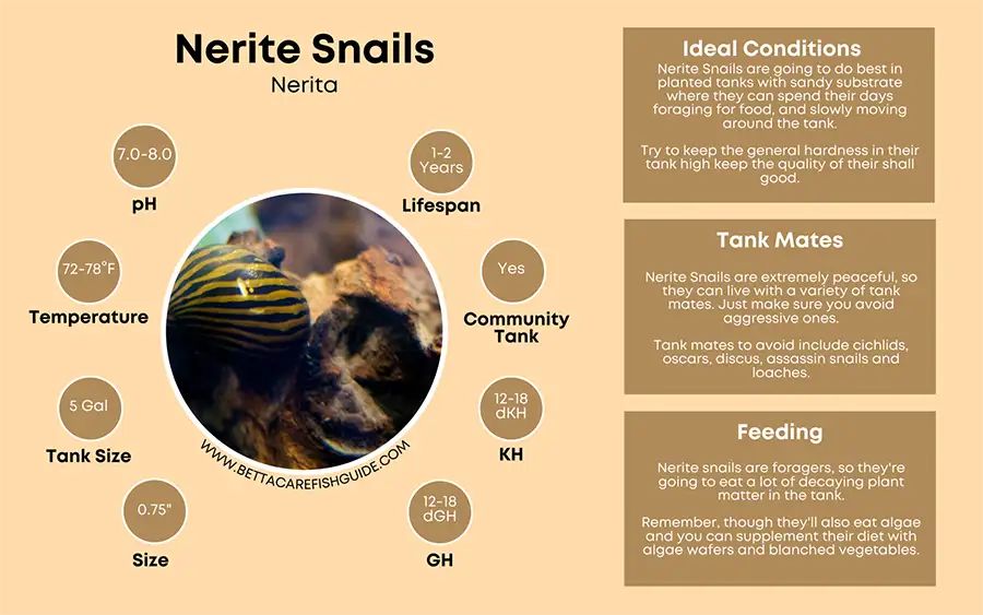 Snail Care