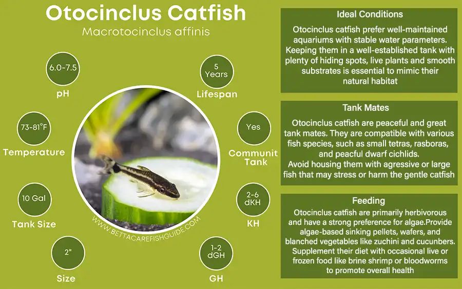Catfish Care