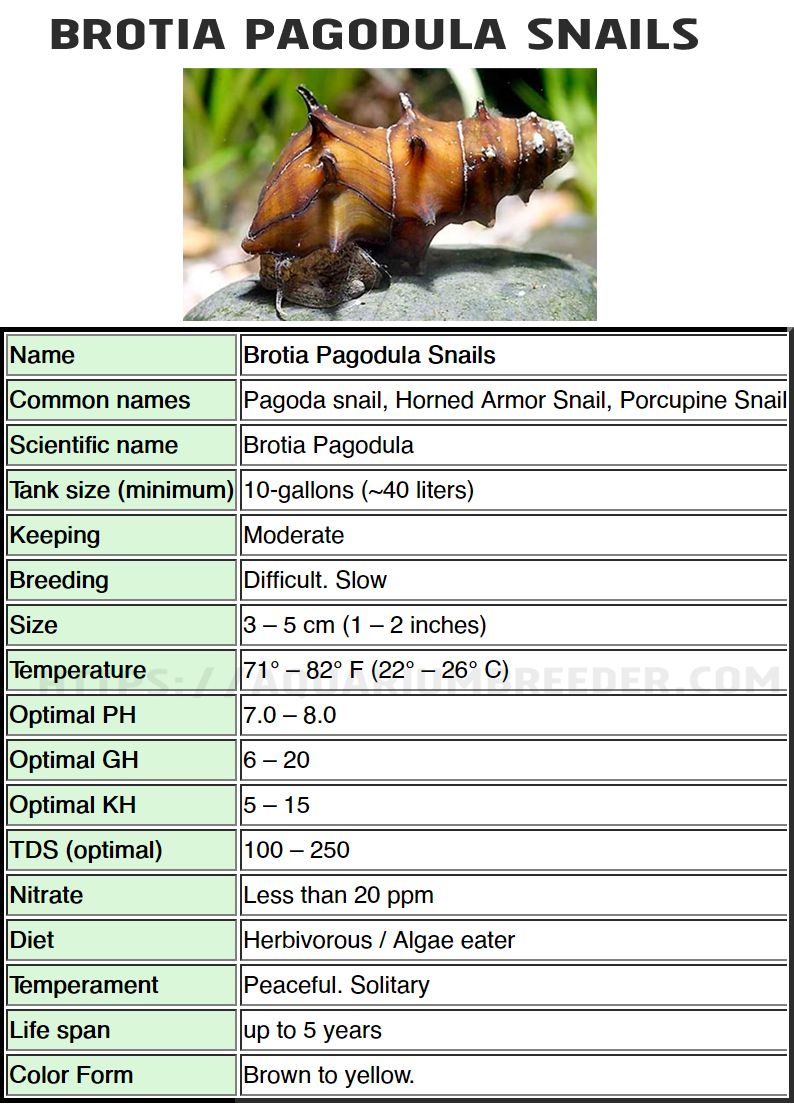 Snail Care