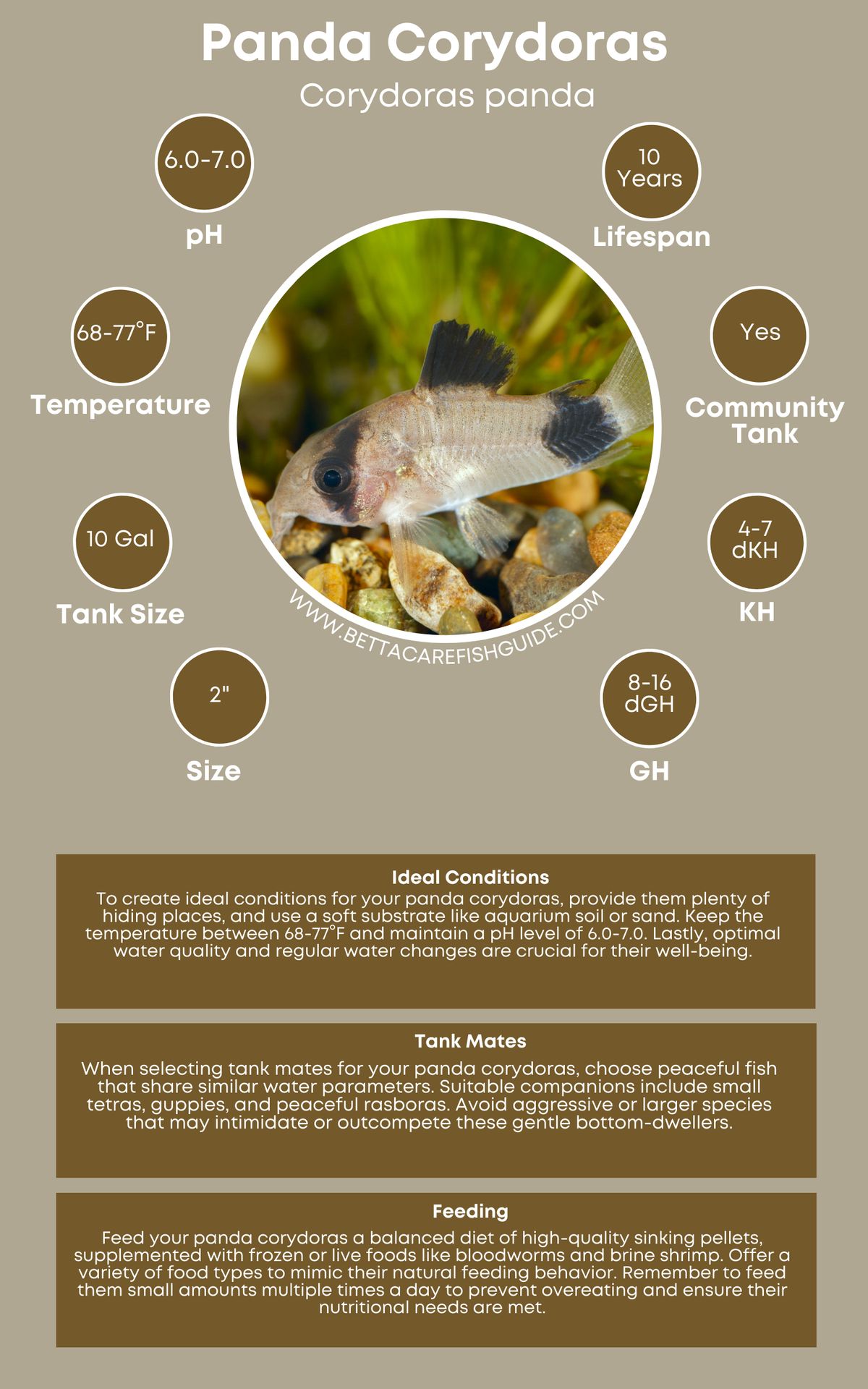 Corydora Care