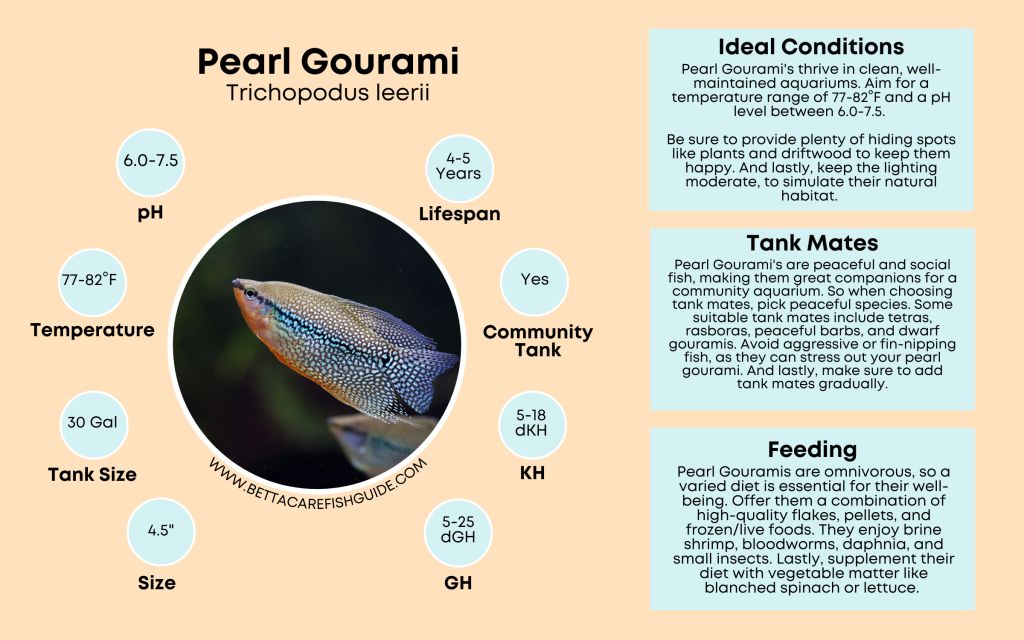 Gourami Care