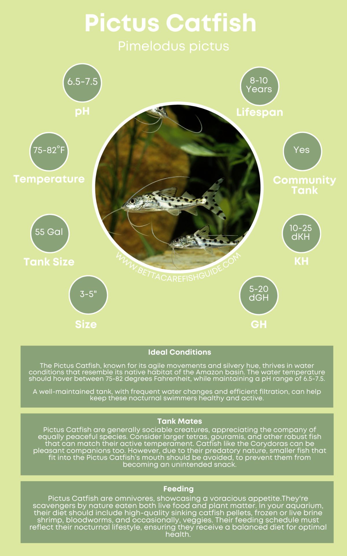 Catfish Care