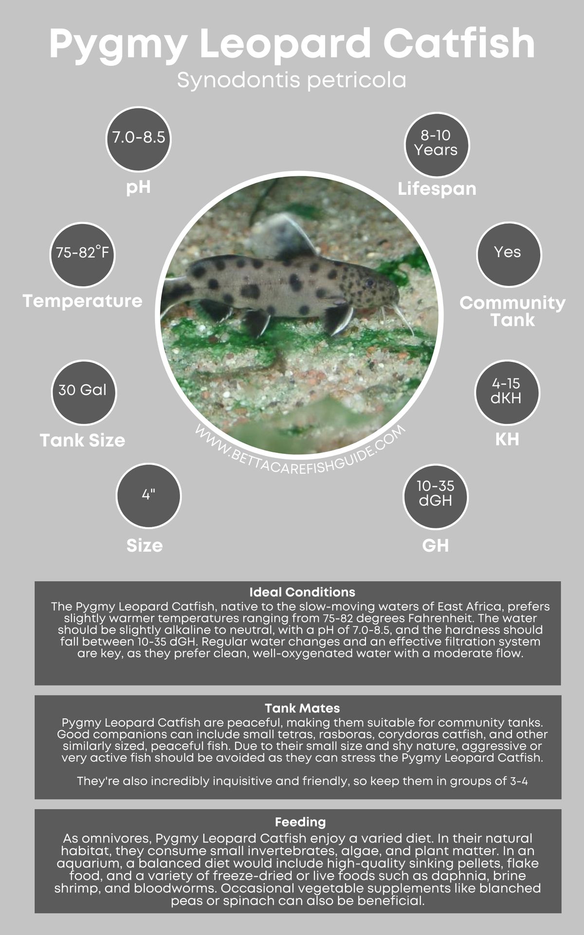 Catfish Care