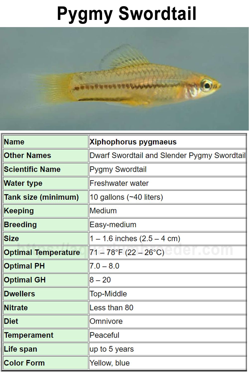 Swordtail Care