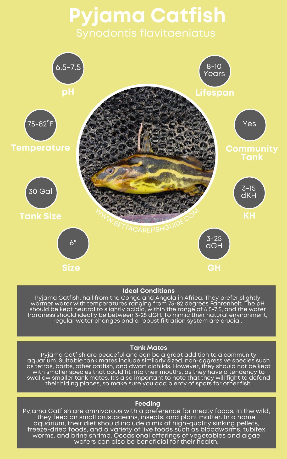 Catfish Care