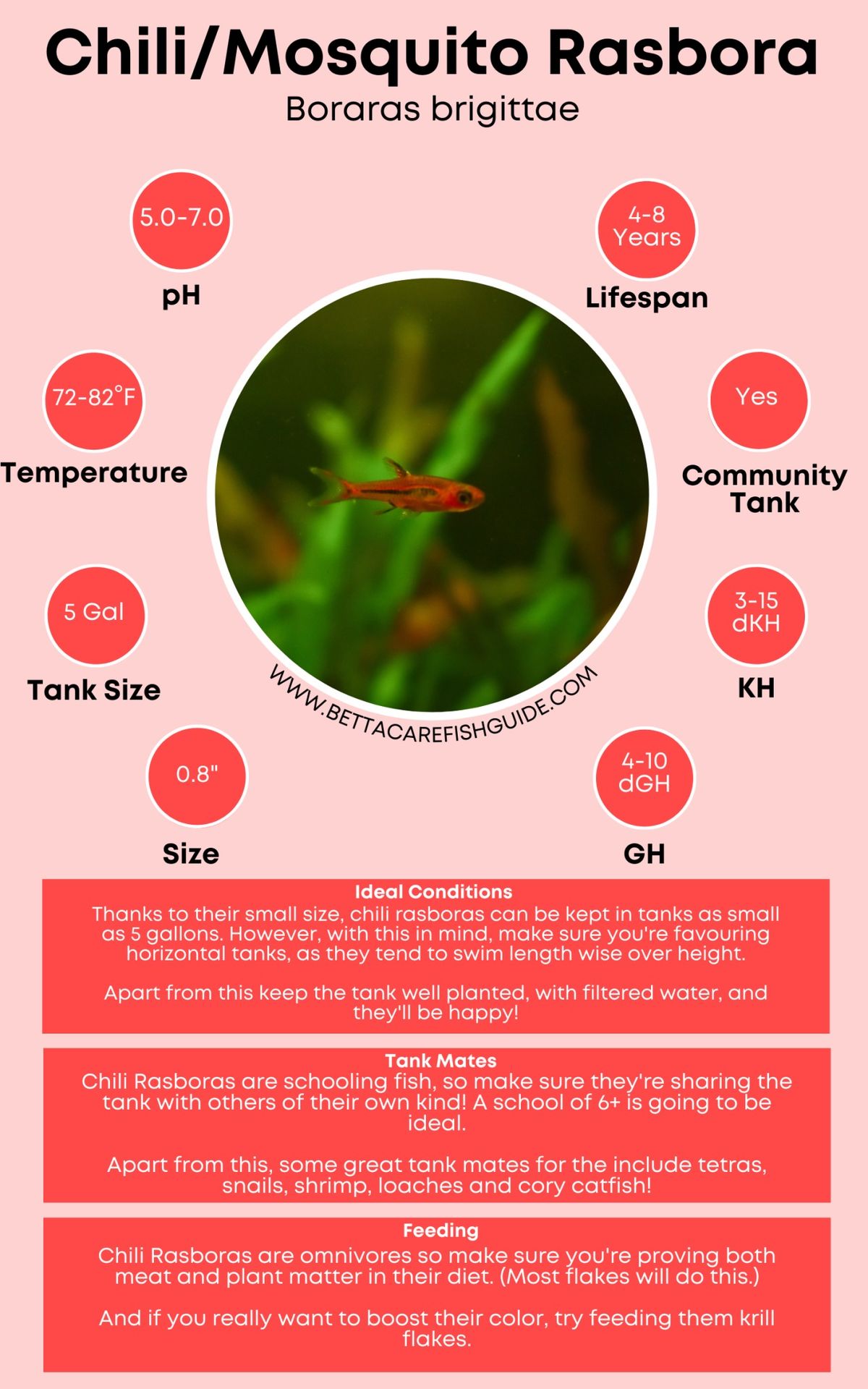 Chili Rasbora