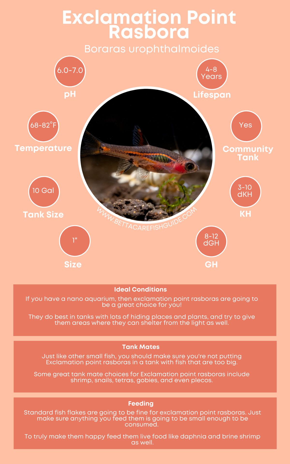 Exclamation Point Rasbora