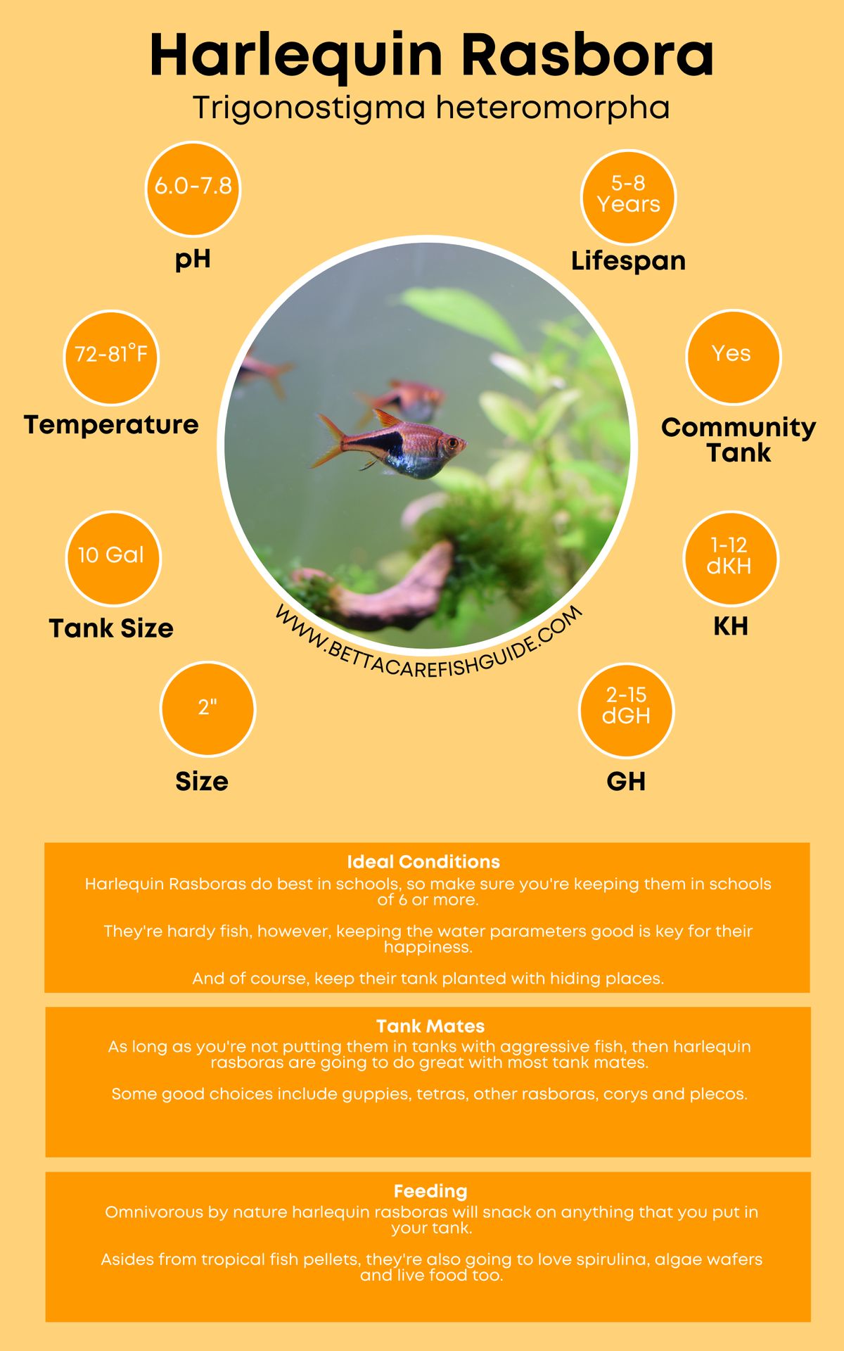 Harlequin Rasbora