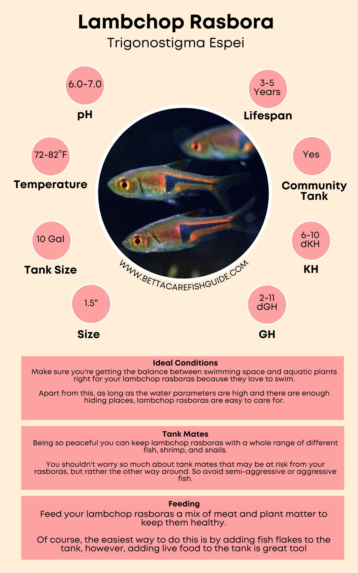 Lambchop Rasbora