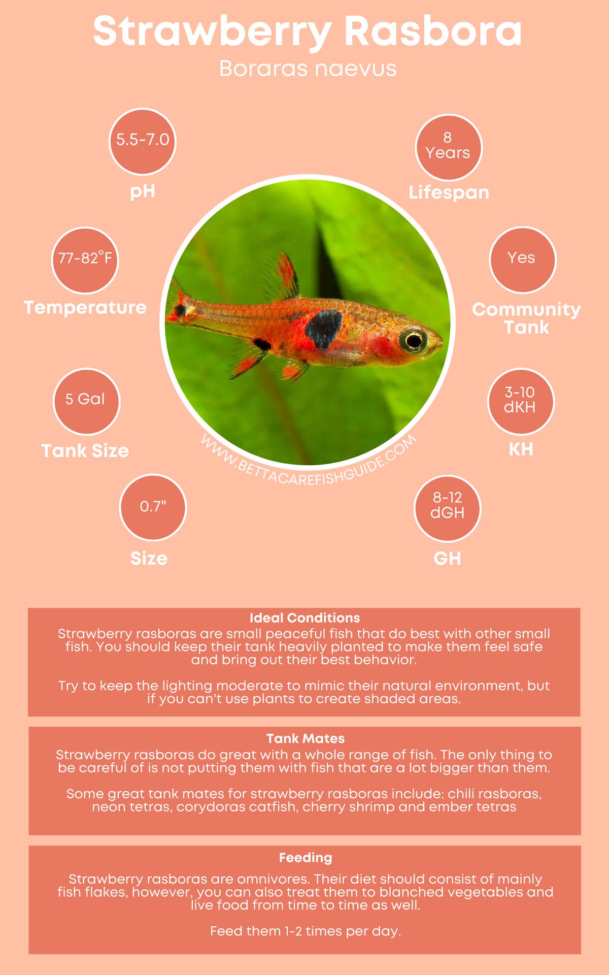 Strawberry Rasbora