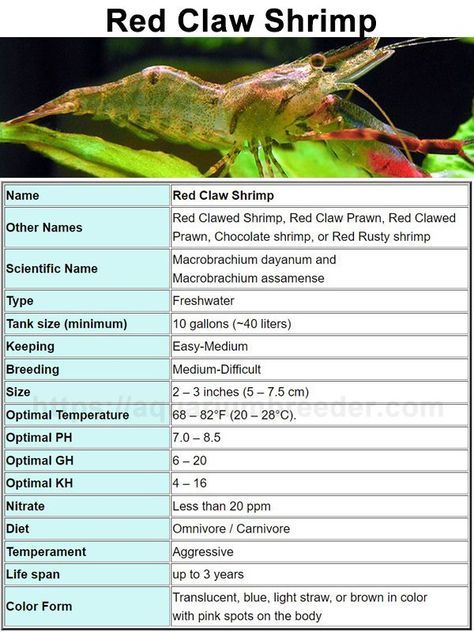 Shrimp Care