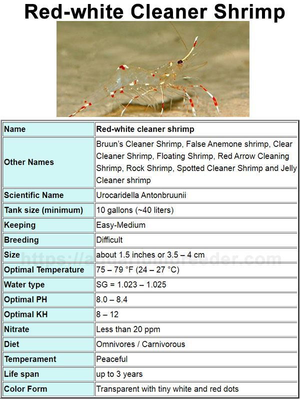Shrimp Care