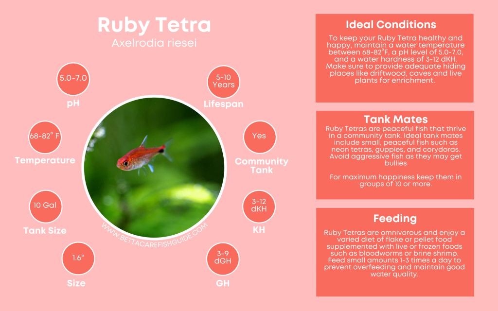 Tetra Care