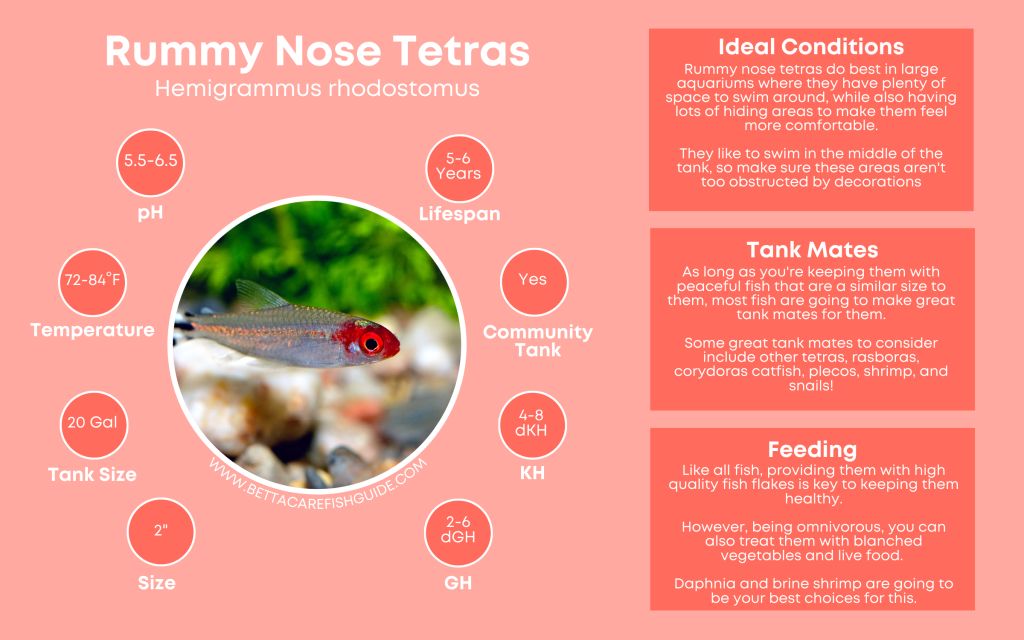 Tetra Care