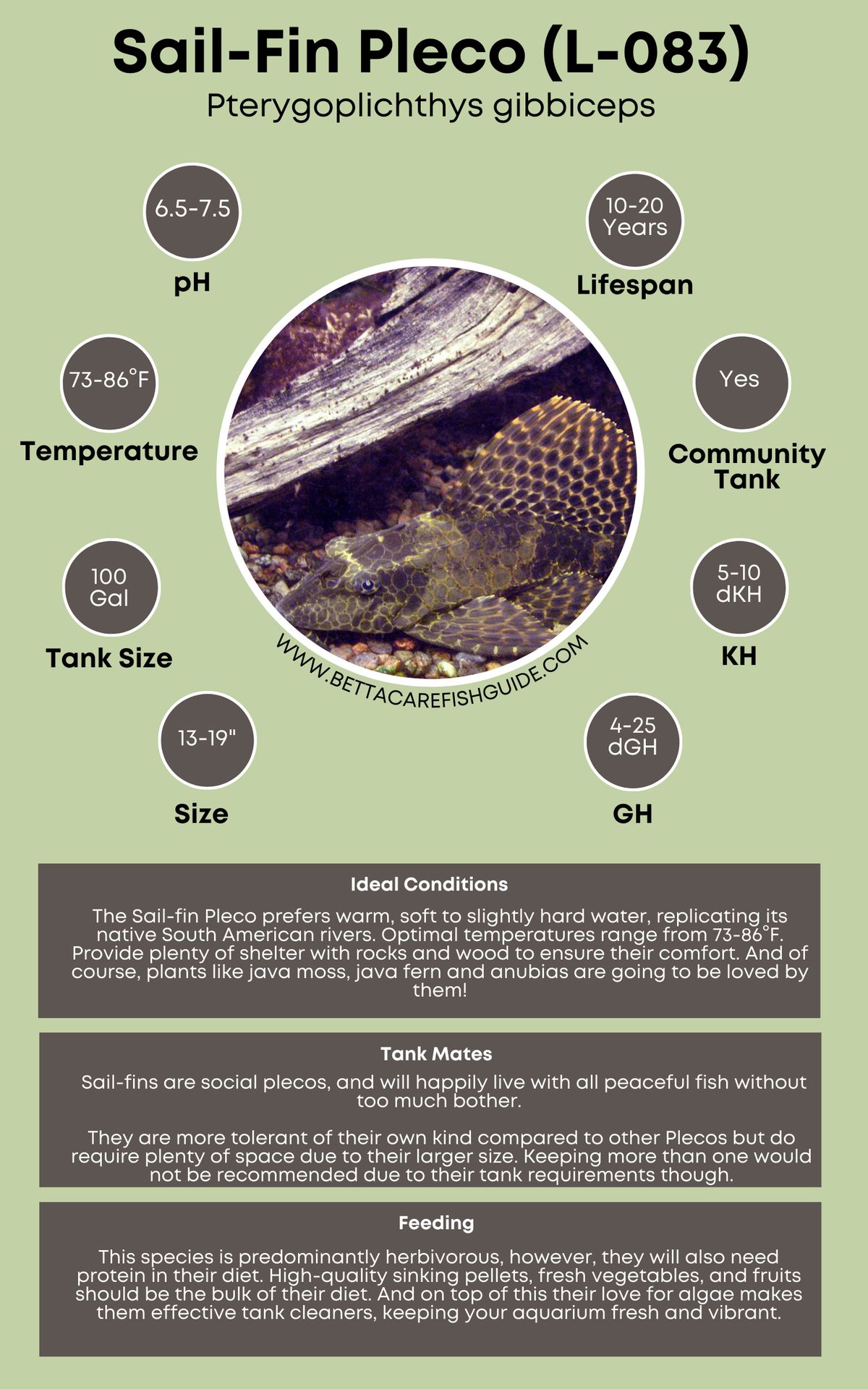 Pleco Care