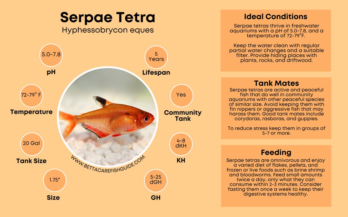 Tetra Care