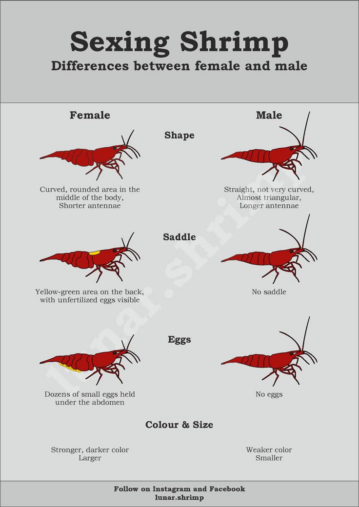Shrimp Care