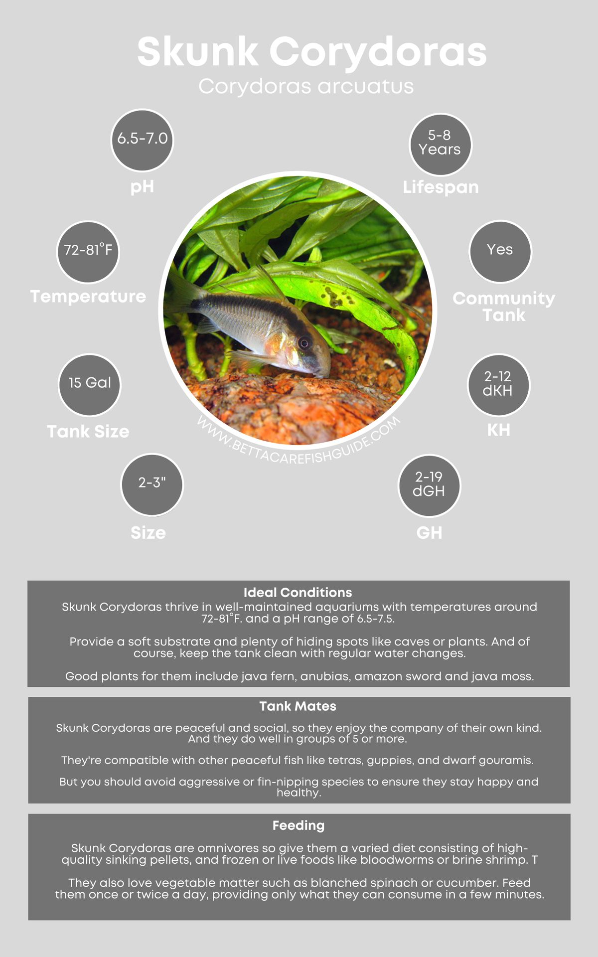 Corydora Care