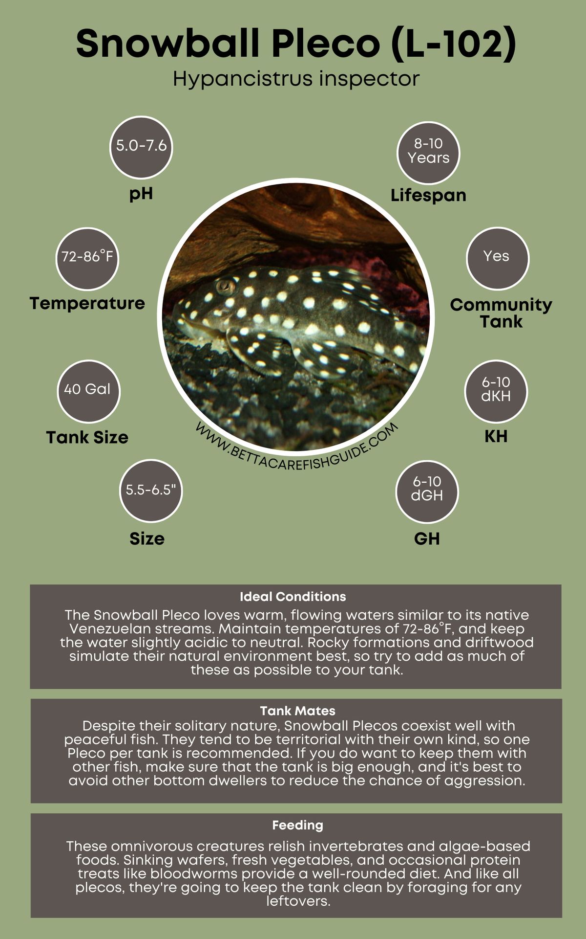 Pleco Care
