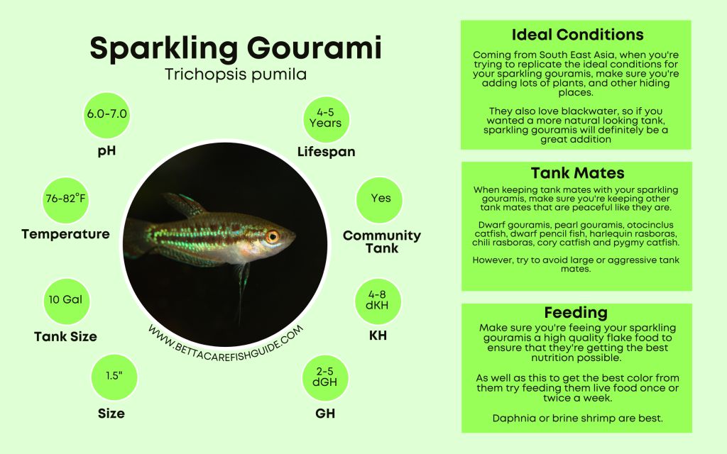 Gourami Care