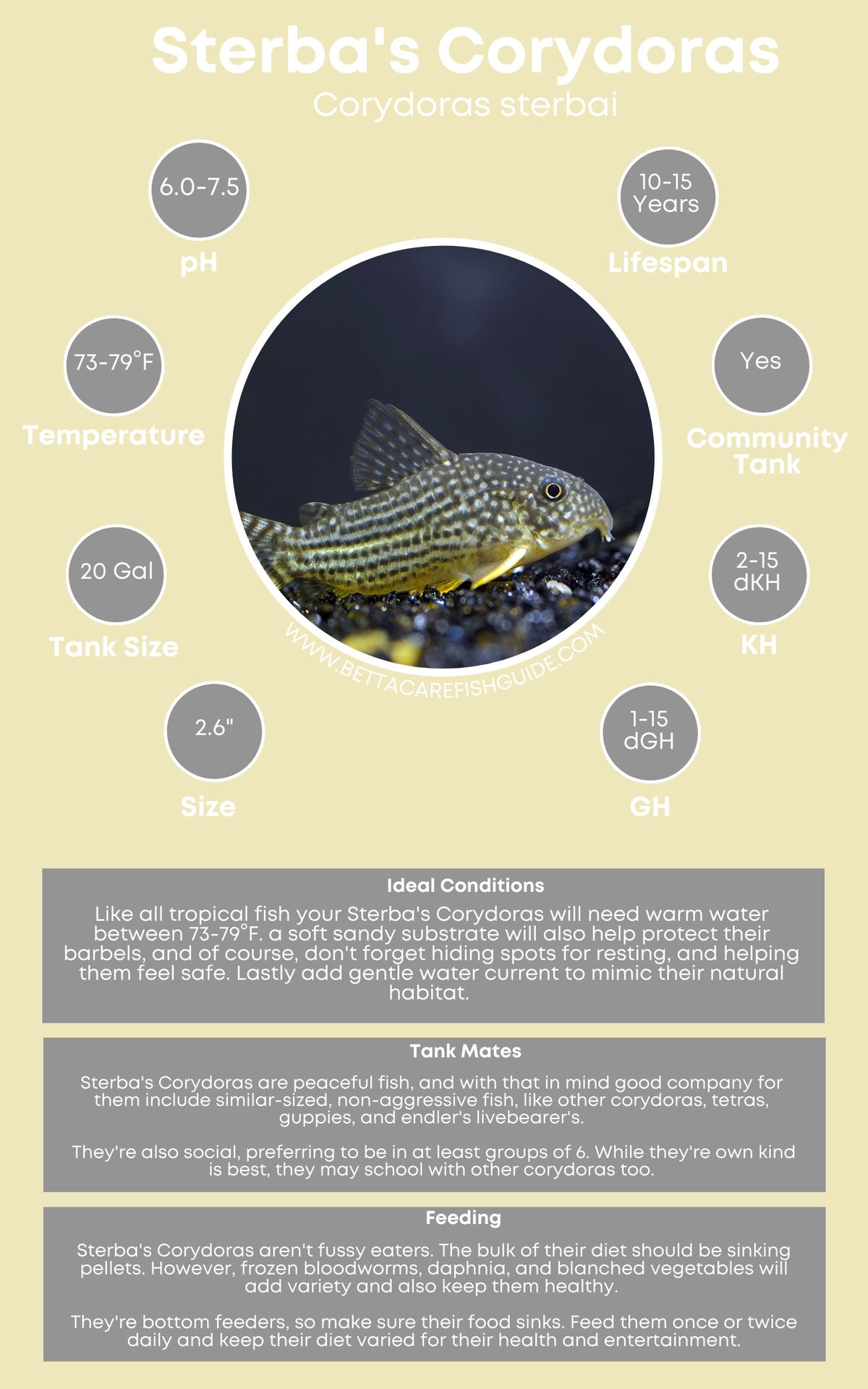 Corydora Care