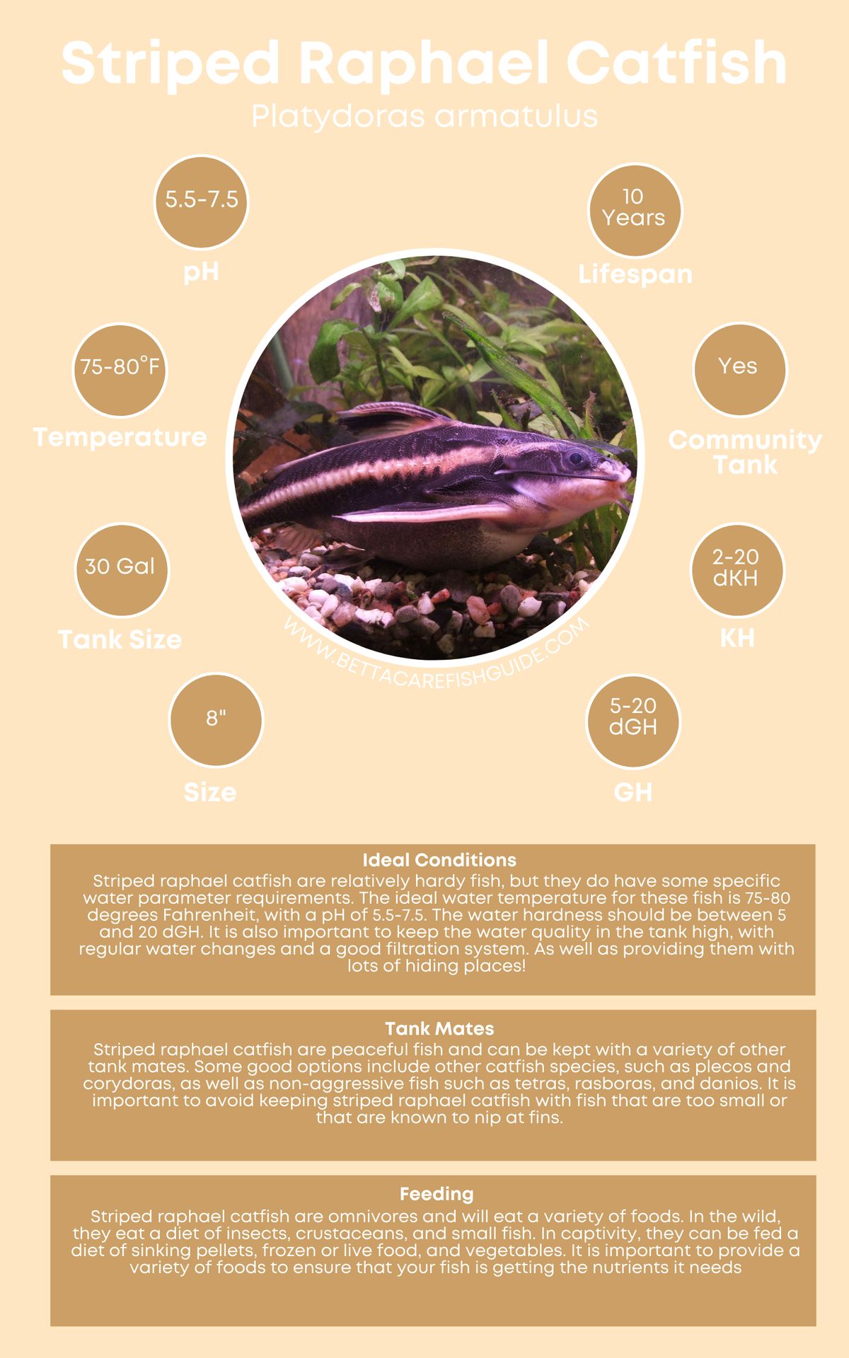 Catfish Care