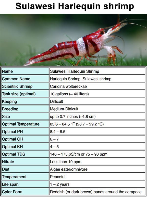 Shrimp Care