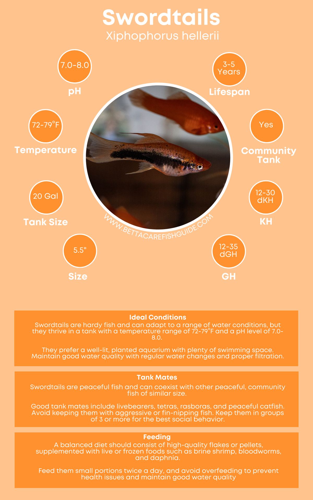 Swordtail Care