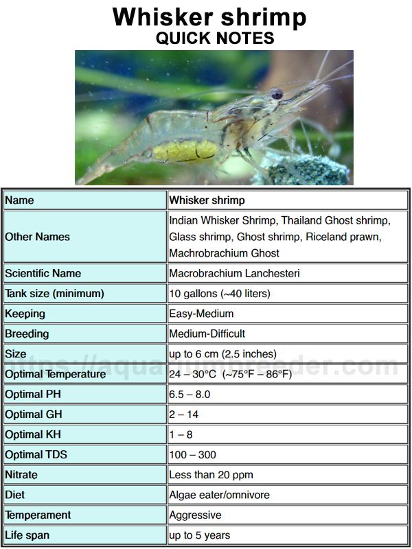 Shrimp Care