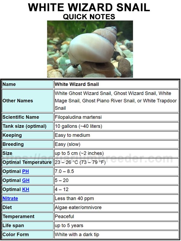 Snail Care