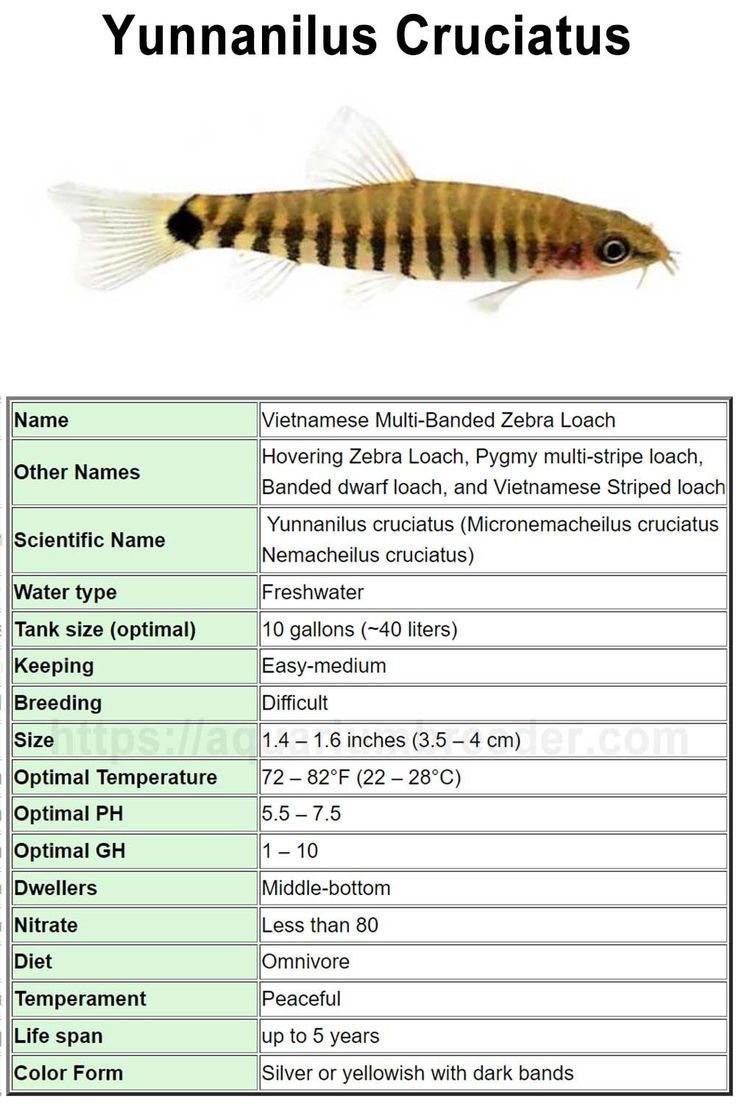 Loach Care