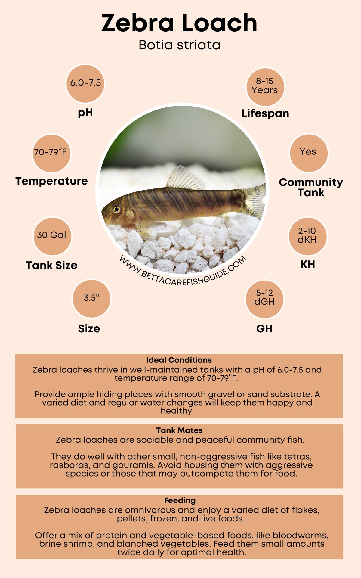 Loach Care