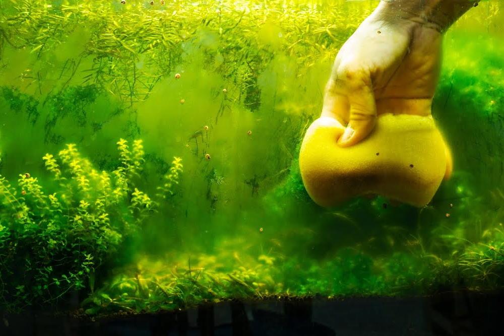 Aquarium Algae
