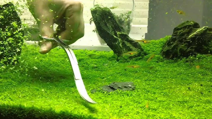 Carpet Plants