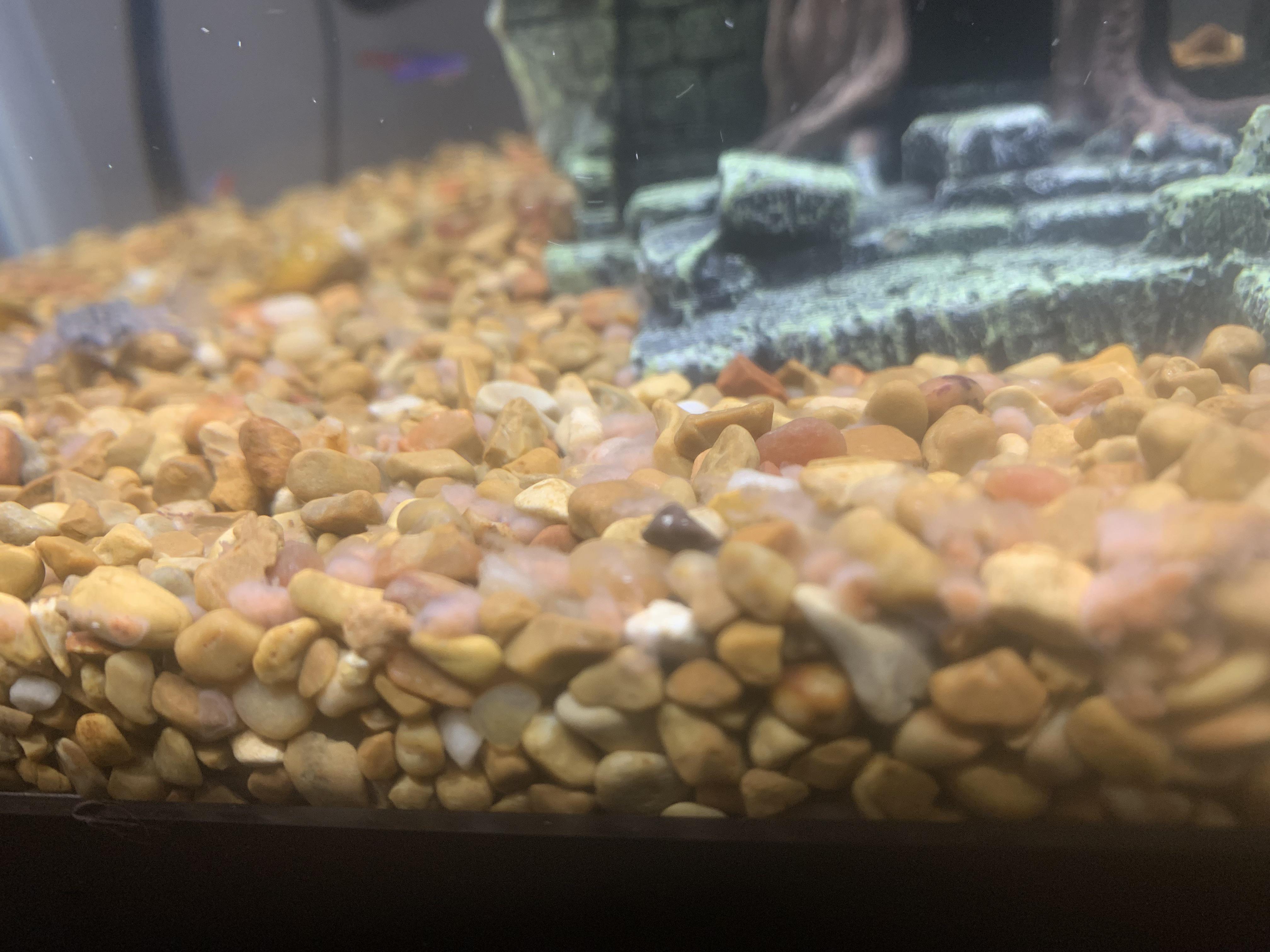 Feeding Fish