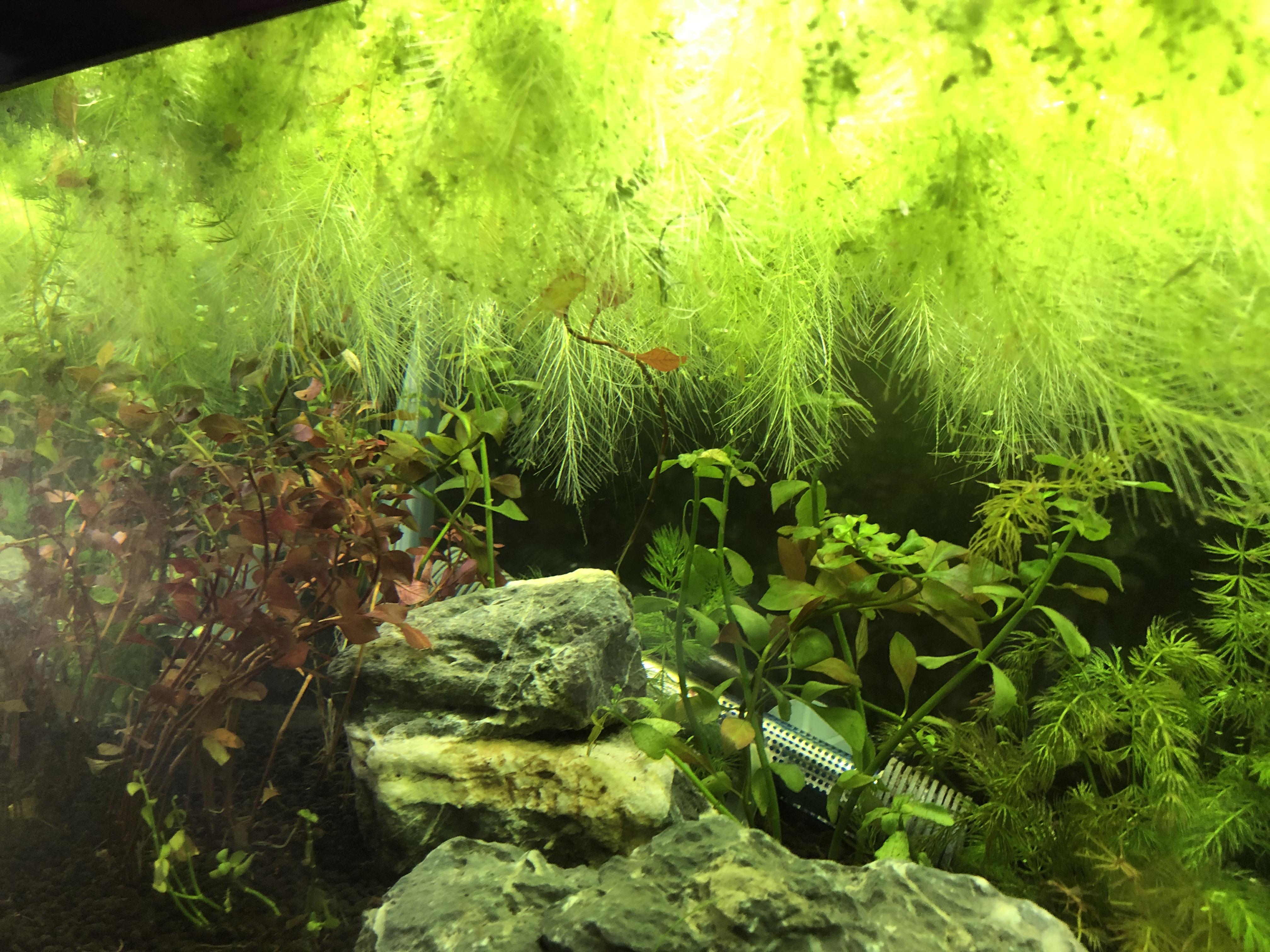 Floating Plants