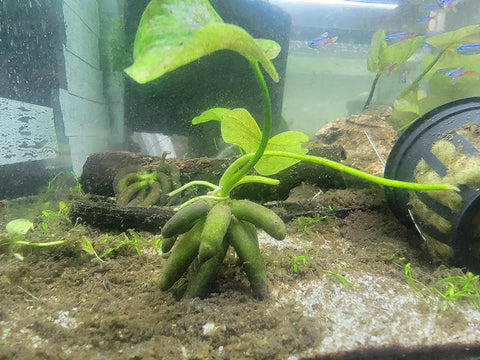 Mulm in Aquarium