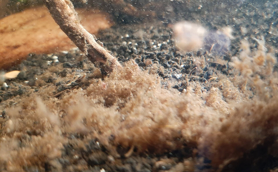 Mulm Closeup