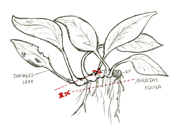 Rhizome Plants