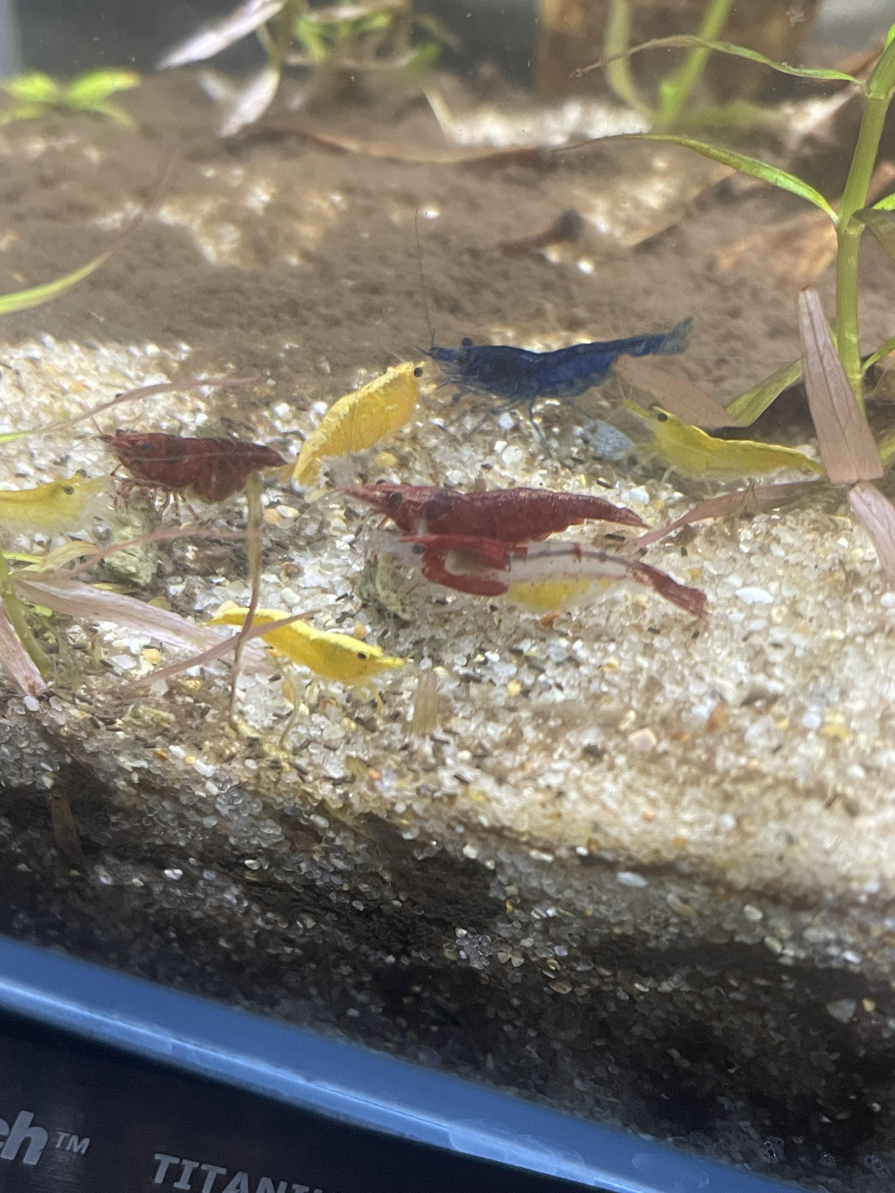 Shrimp grazing mulm