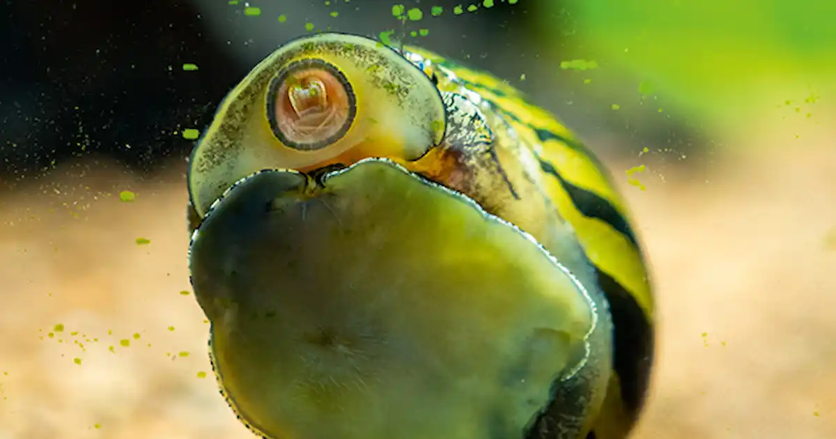 Nerite Snail