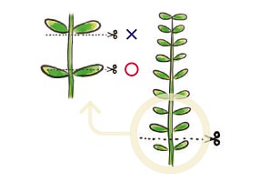 Stem Plants