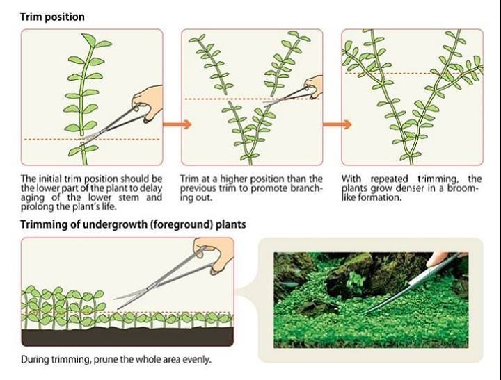 Stem Plants