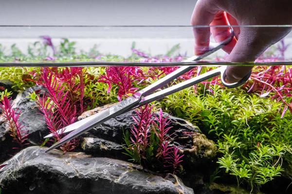 Aquarium Plant Trimming