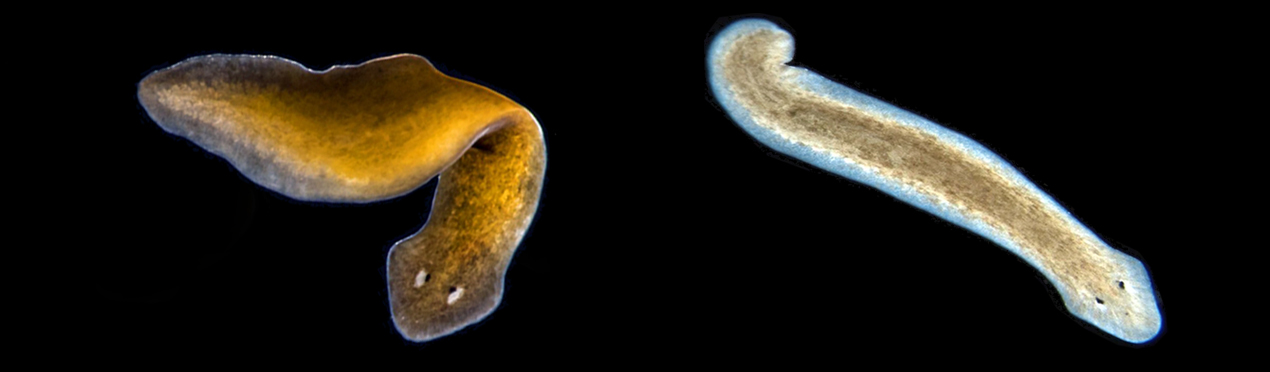 Planaria in the tank