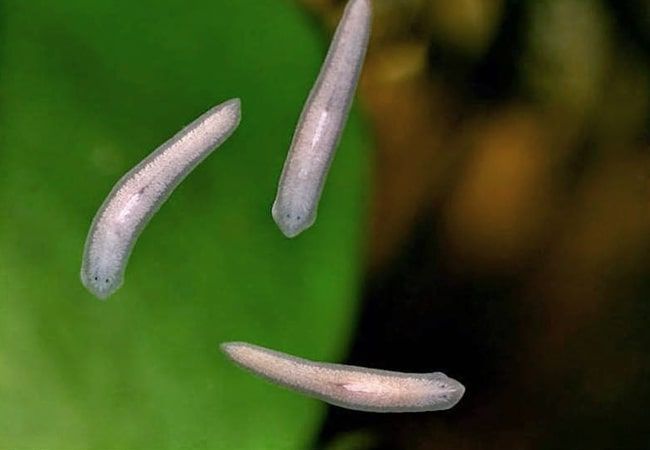 Planaria in the tank