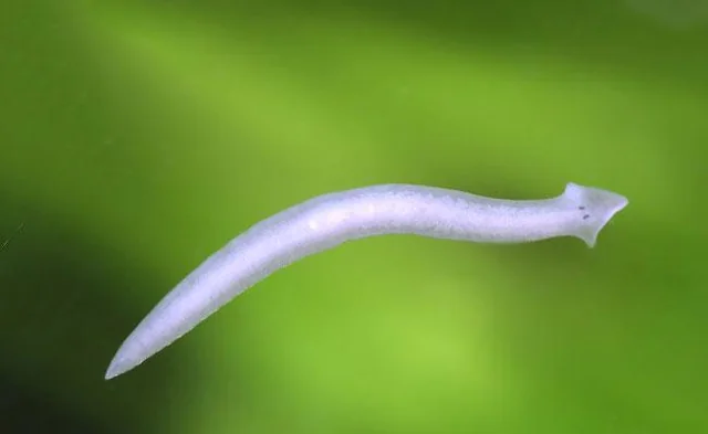 Planaria in the tank
