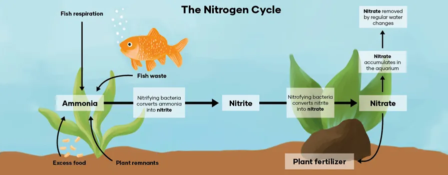 Nitrogen Cycle Diagram